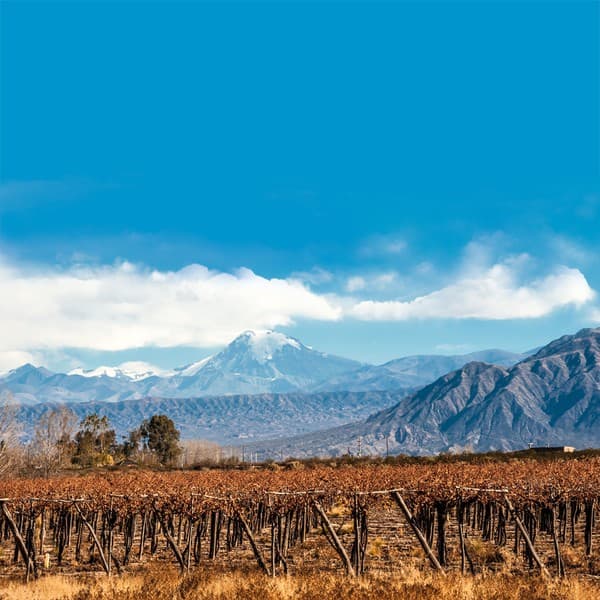 Weinberge in Argentinien vor den Anden