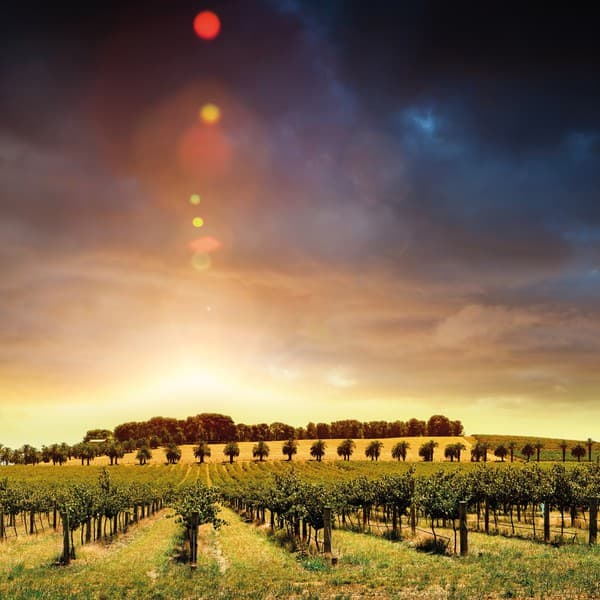 Weinberge in Australien