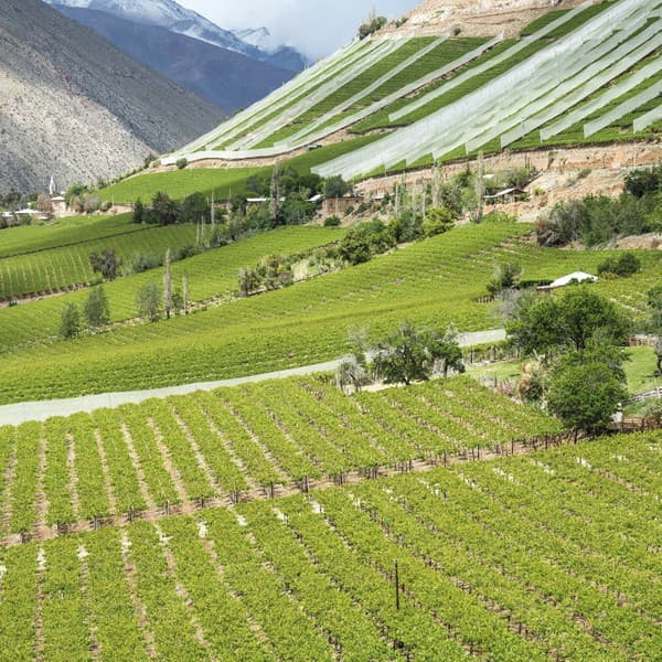 Weinberge in Chile