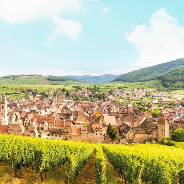 Weinberge in Frankreich