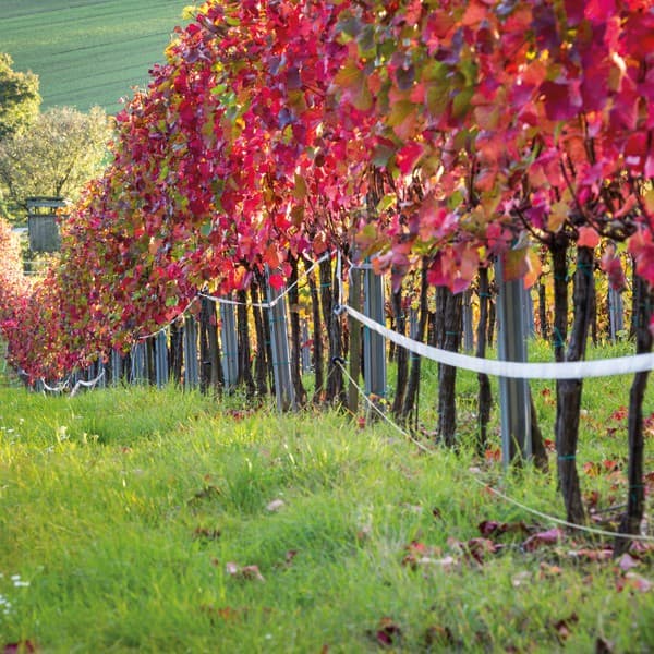 Weinberge in Österreich