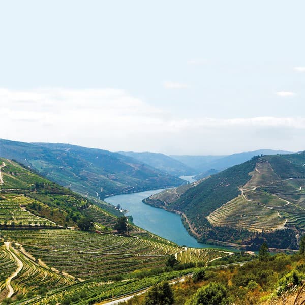 Weinberge in Portugal