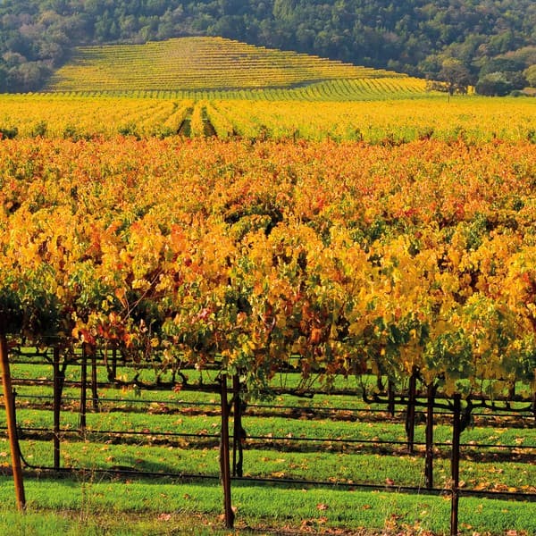Weinberge in den USA