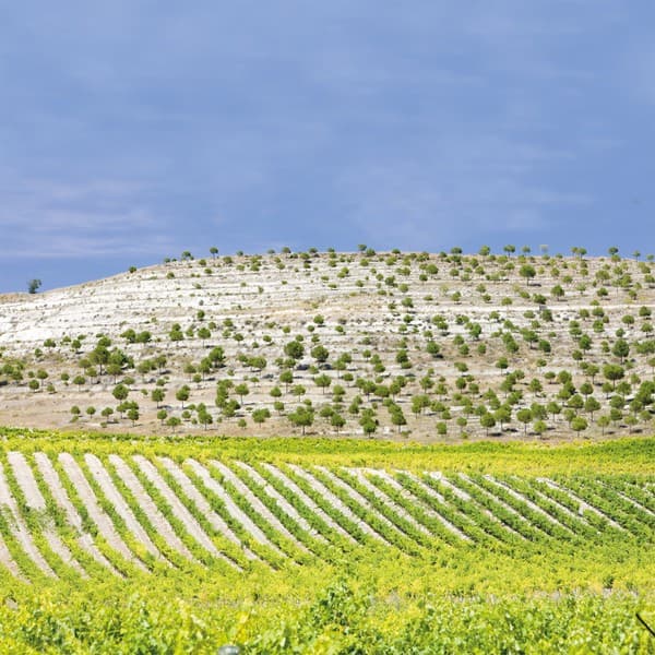 Weinlandschaft in Spanien