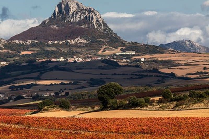 Vineyards of Bodegas Jalón in Rioja