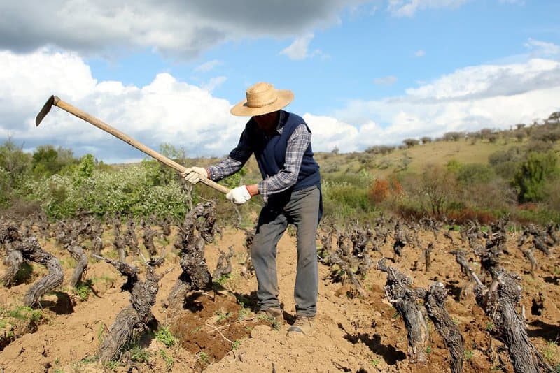 Winemakers of Garage Wine Co. in Chile