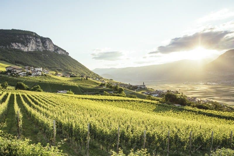 Panorama der Weinberge von Kurtatsch in Südtirol