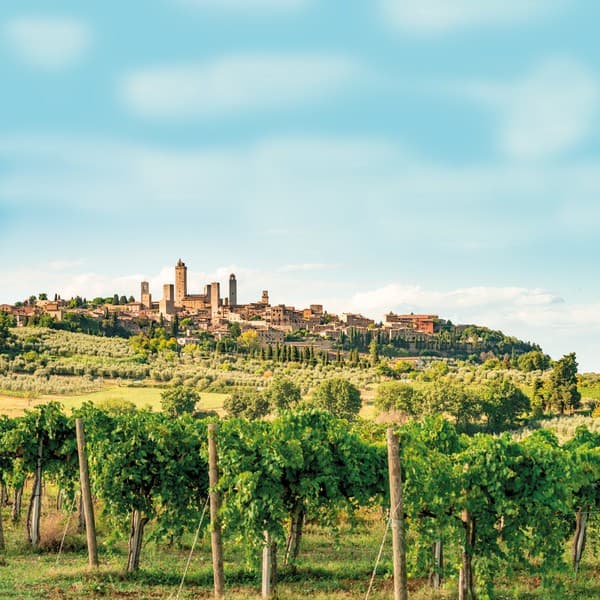 Weinberge in Italien — Heimat des Primitivo
