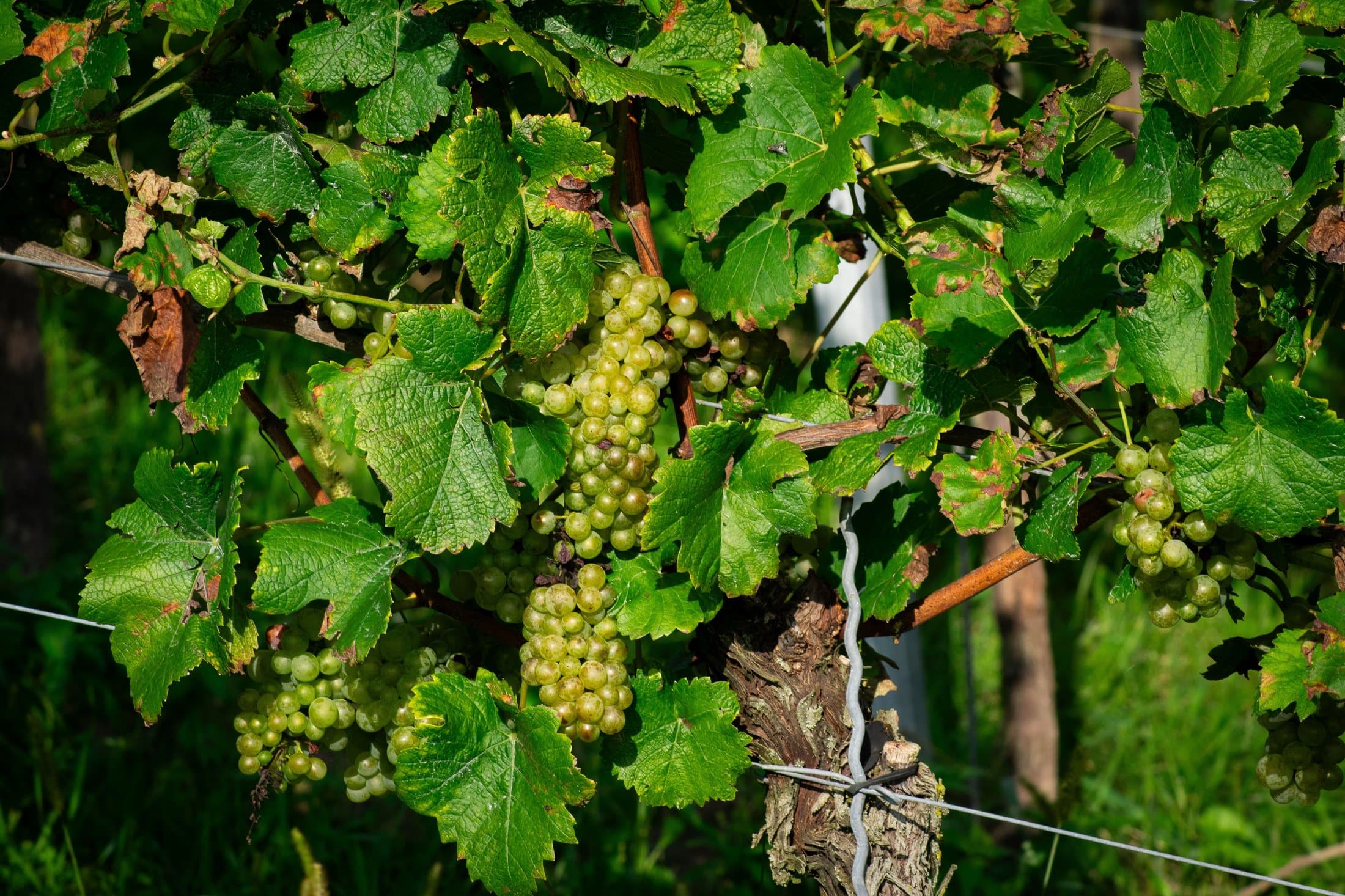 Weinberge — die Geschichten der Weinländer