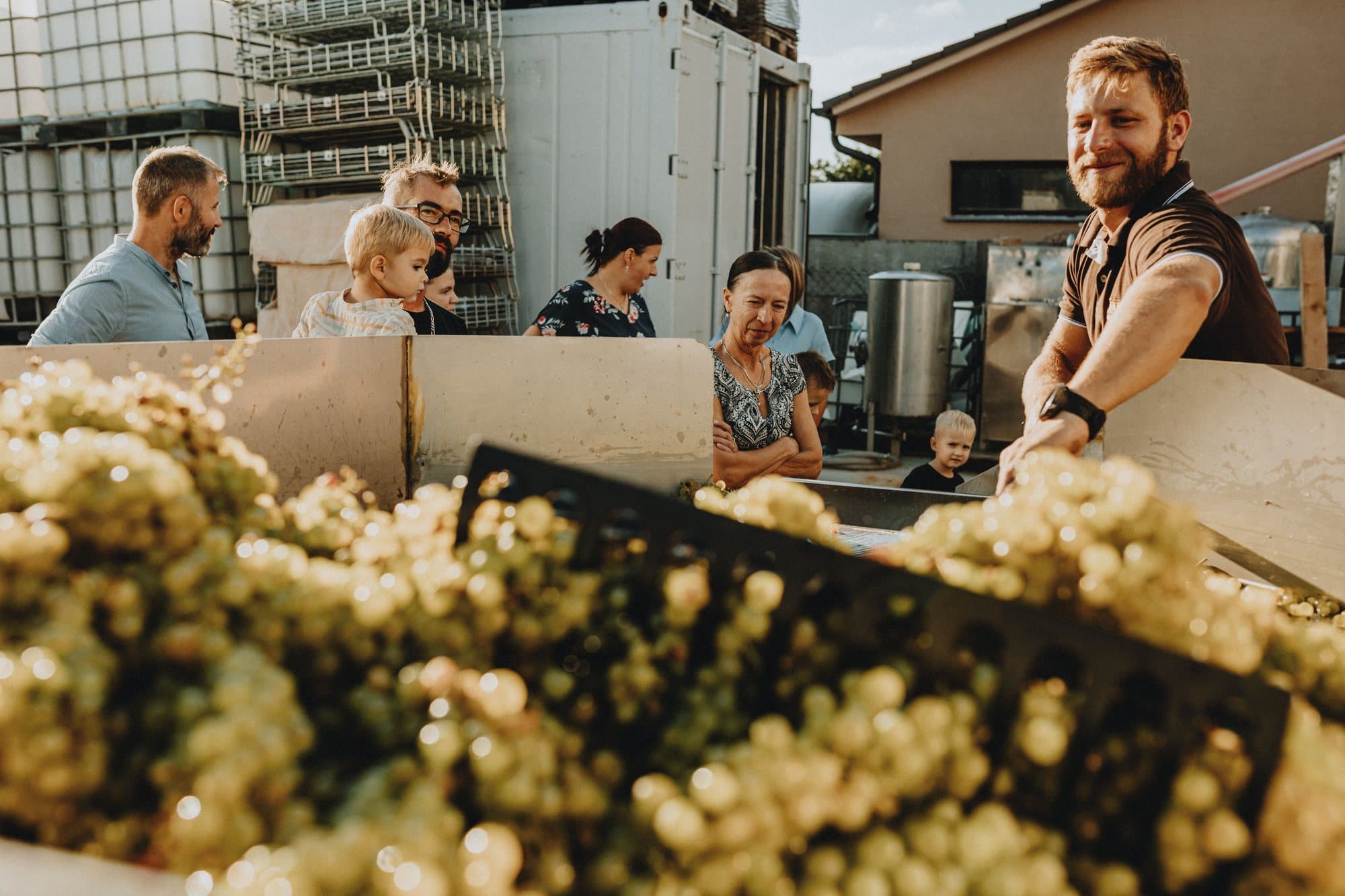 Grape harvest: grapes are picked by hand into crates