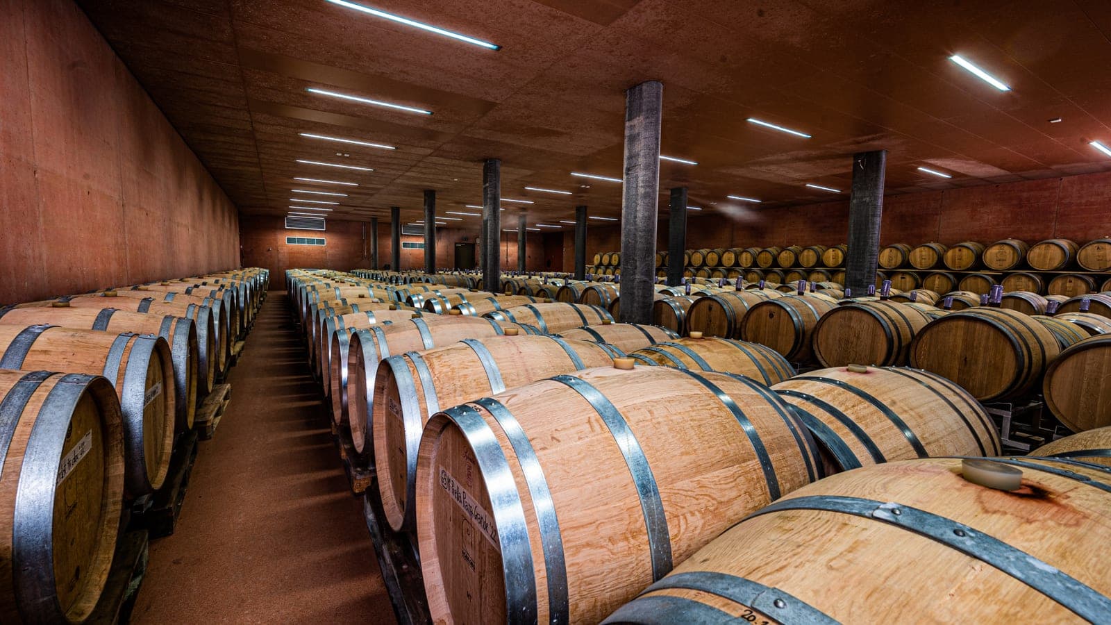 Cave à barriques d'Agriloro avec des centaines de fûts de chêne