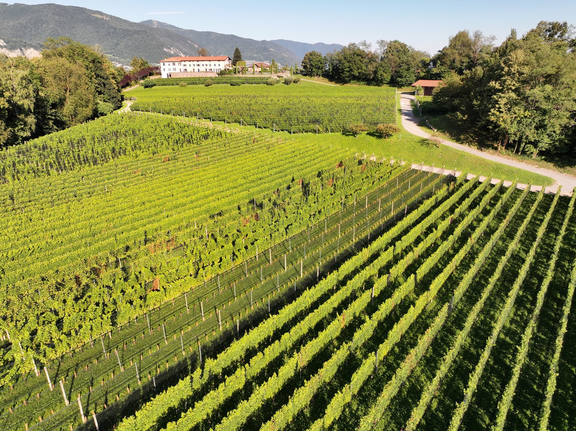 Aerial view of Agriloro's vineyards in the Mendrisiotto, with the estate building and the Ticino mountains behind
