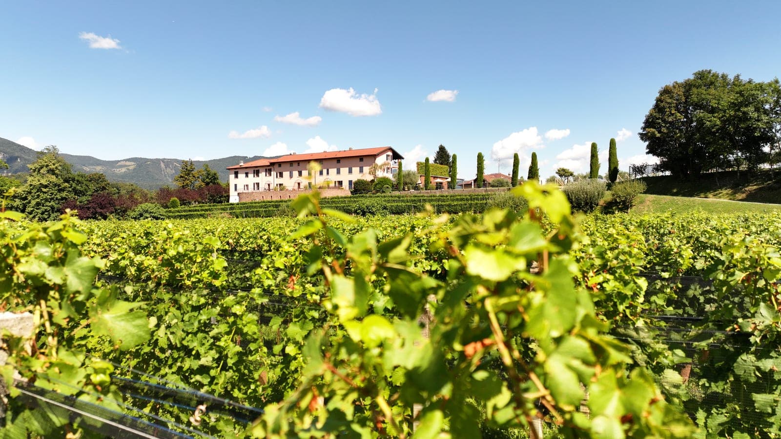 Vue sur les vignes en direction du long bâtiment du domaine d'Agriloro