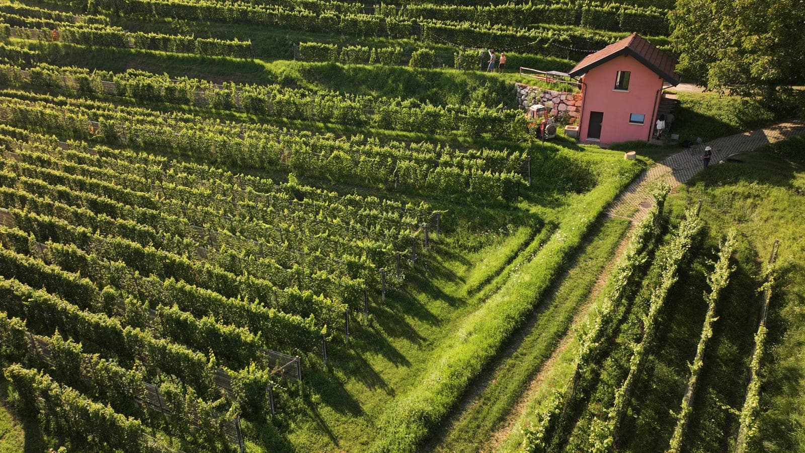 Vignobles en terrasses d'Agriloro avec cabanons de vigne, vus du ciel