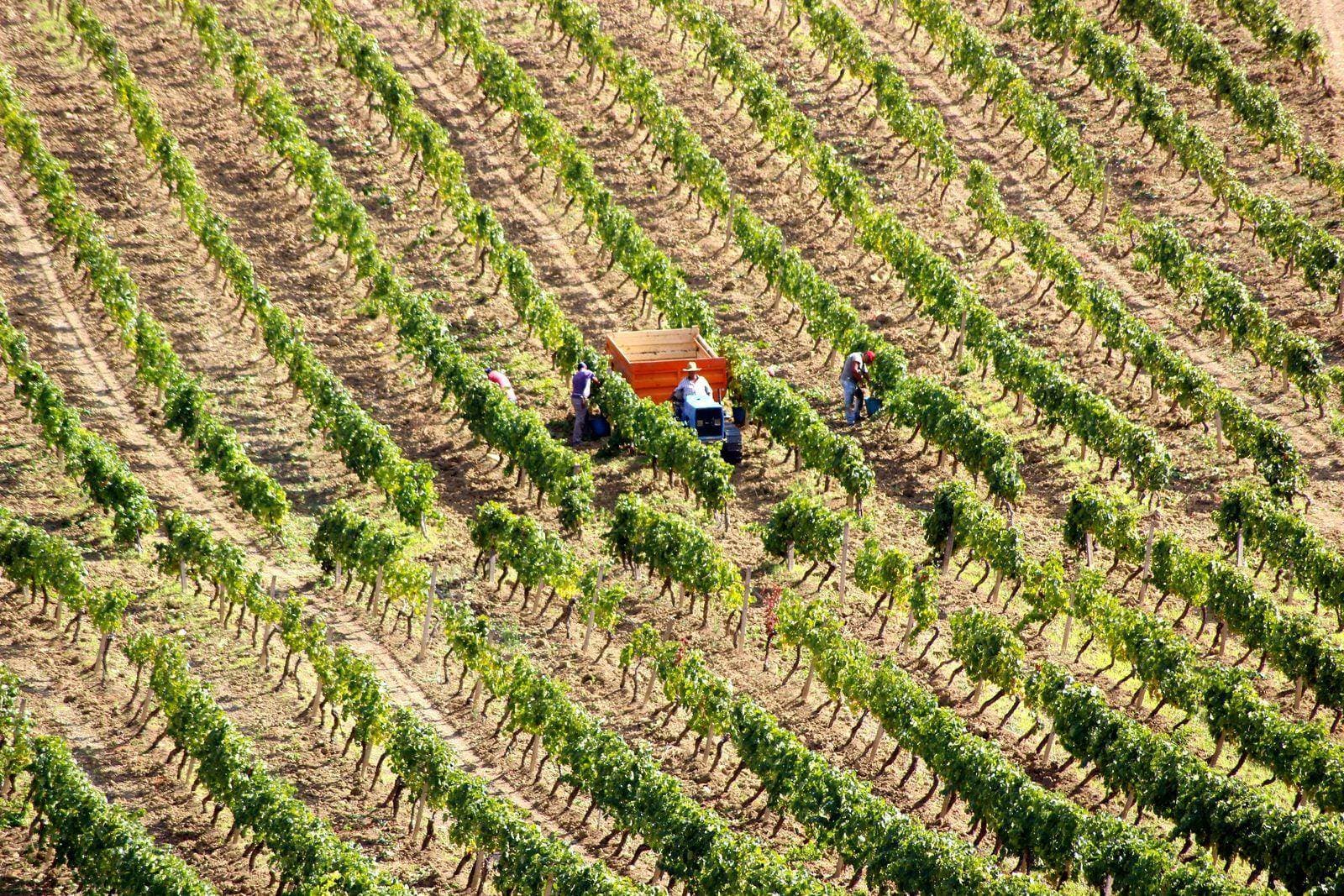 Vendanges manuelles dans les rangs de vignes de Cantina Cellaro