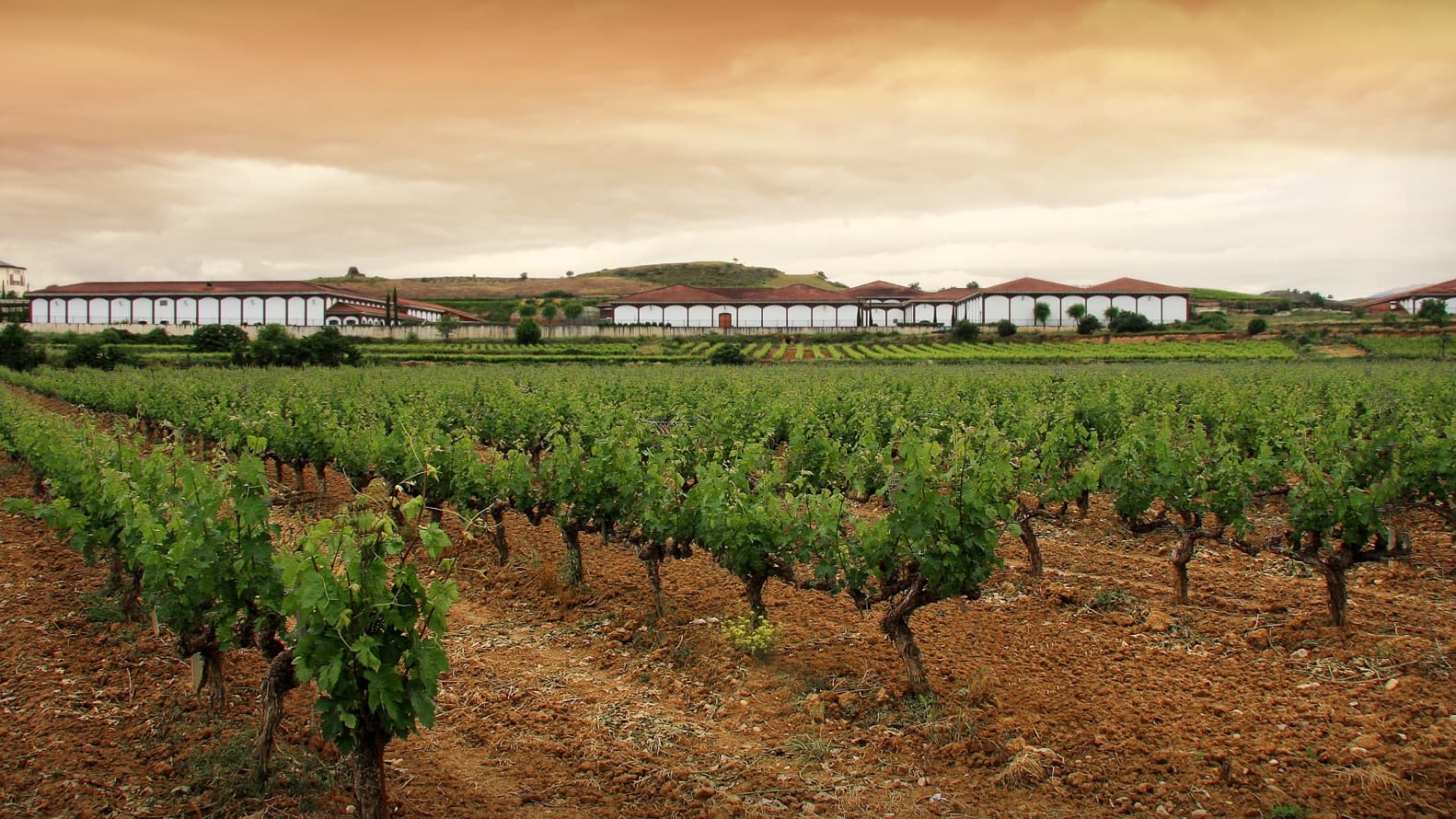 Reben vor der Bodega von El Coto in Oyón
