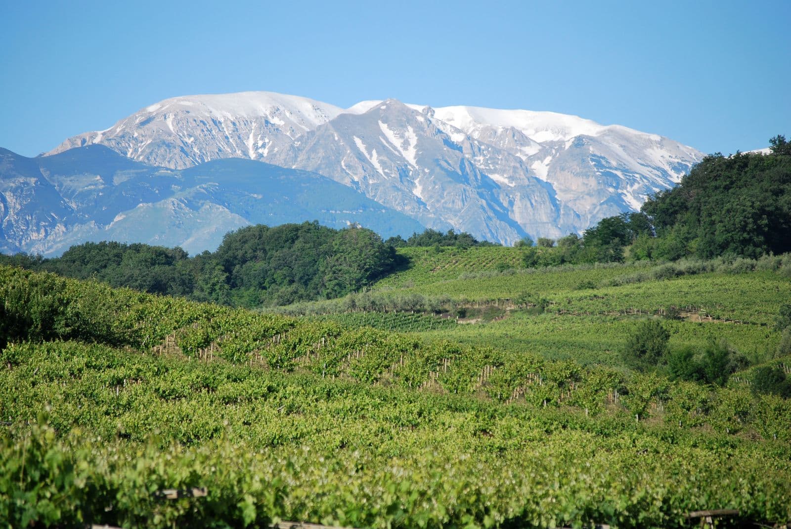 Vignes face au massif de la Majella dans les Abruzzes