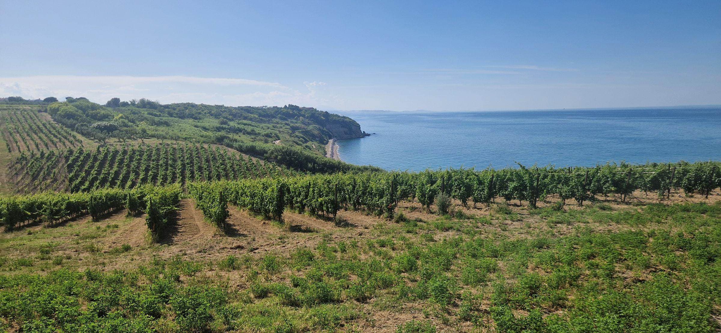 Vineyards above the Adriatic coast near Ortona, the home of Fantini