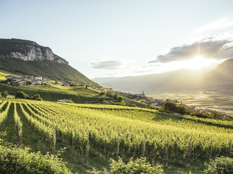 Weinberge der Kellerei Kurtatsch in Südtirol