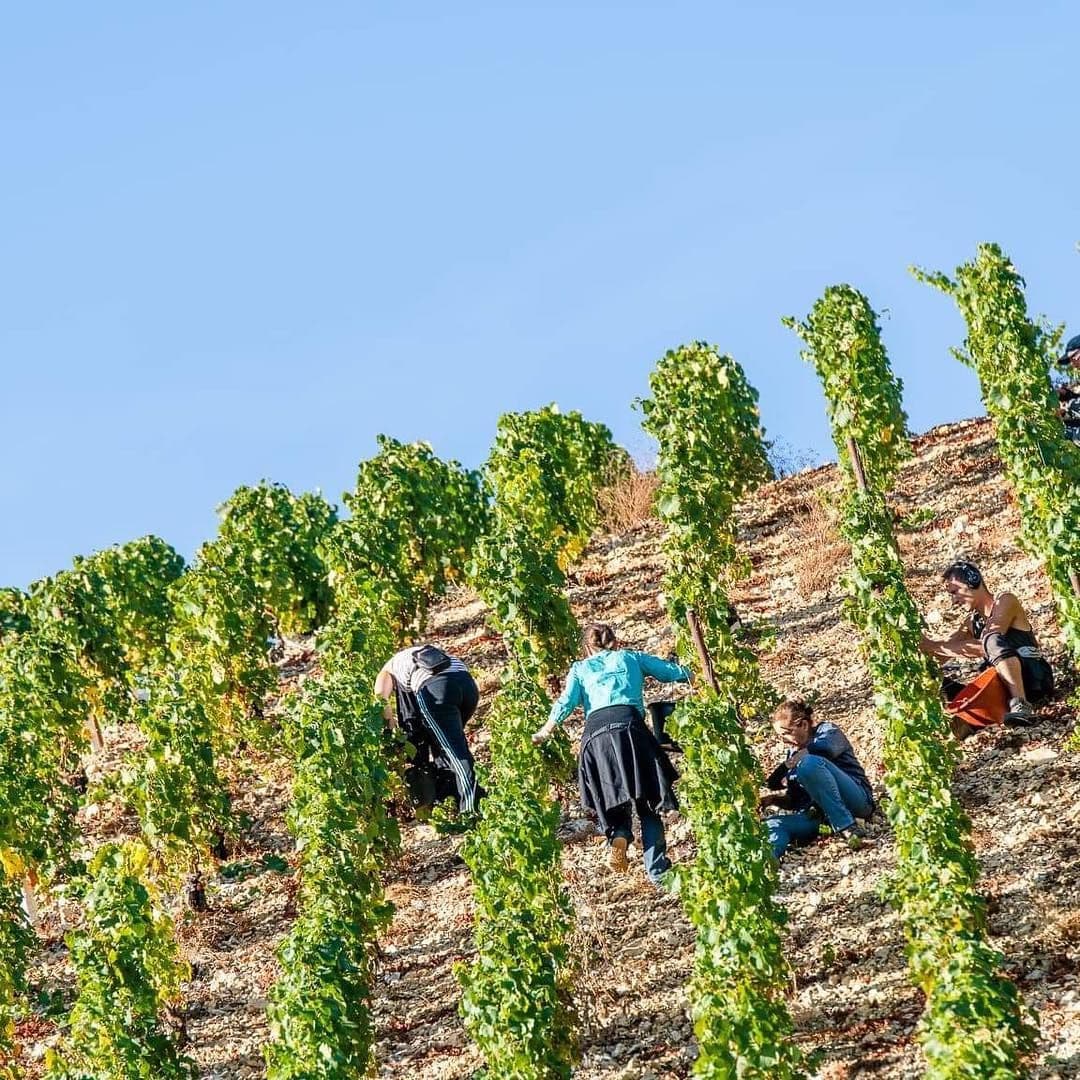 Vendanges manuelles à flanc de coteau au Domaine Louis Moreau