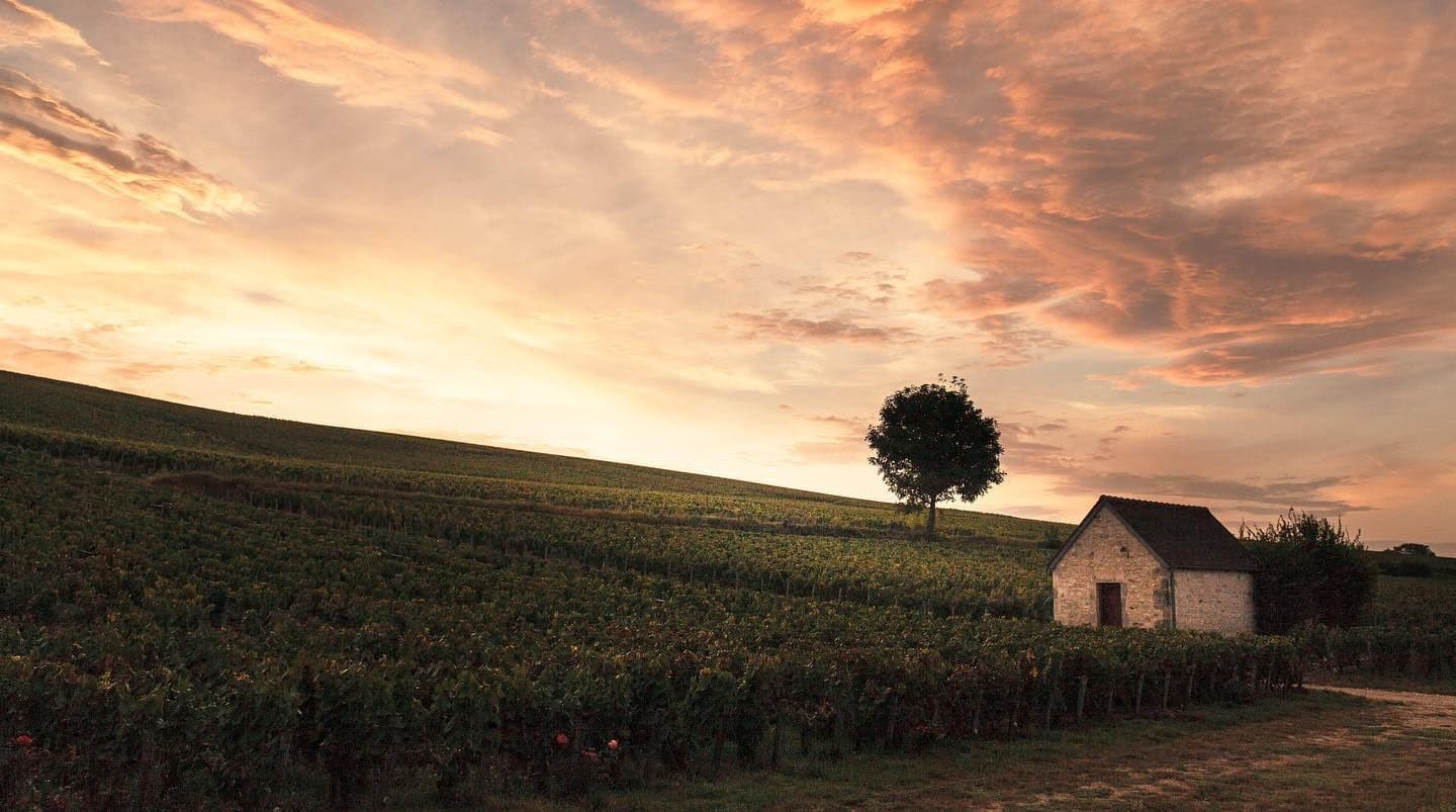 Abendlicht über den Rebbergen von Chablis