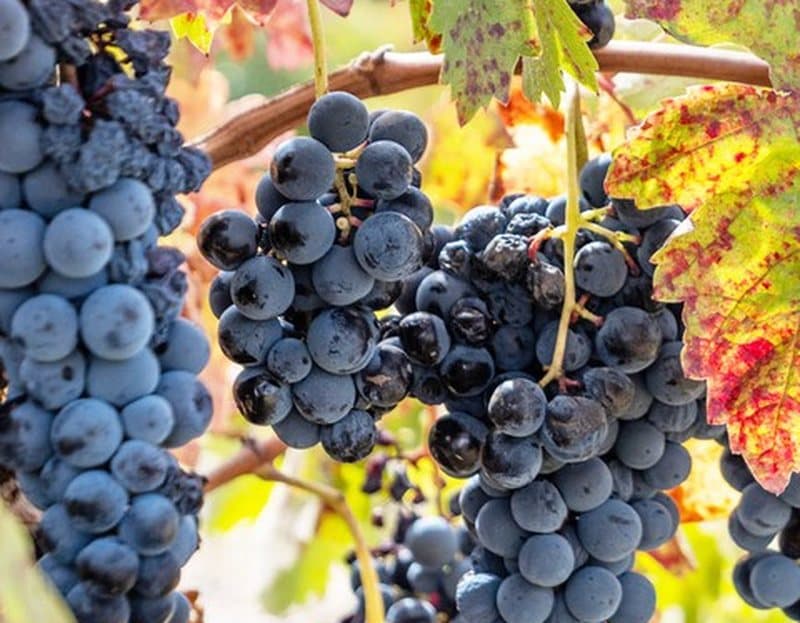 Wines from Bodega Maires from the D.O. Toro