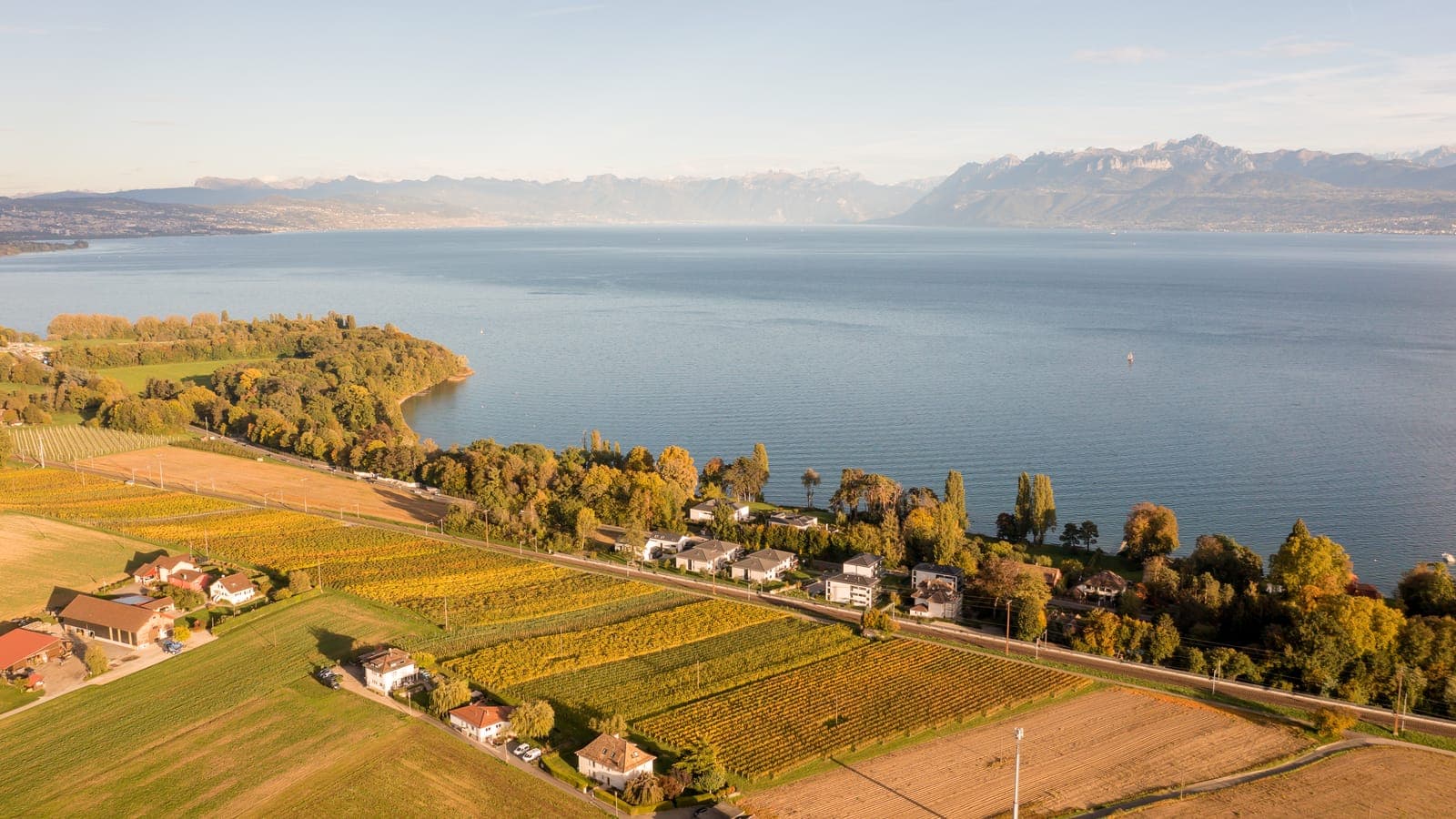 Les vignes de la Domaine de Marcy sur les rives du lac Léman, avec les Alpes en arrière-plan (Photo: Raphaël Dupertuis)