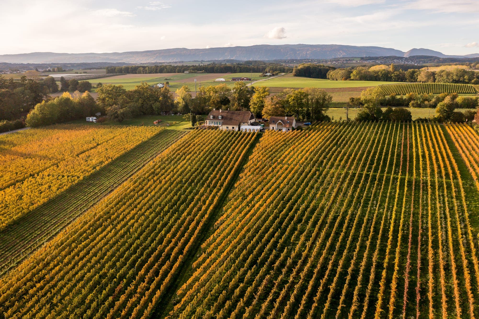 Autumnal vine rows of Domaine de Marcy in Saint-Prex, with the estate and the Jura behind (Photo: Raphaël Dupertuis)