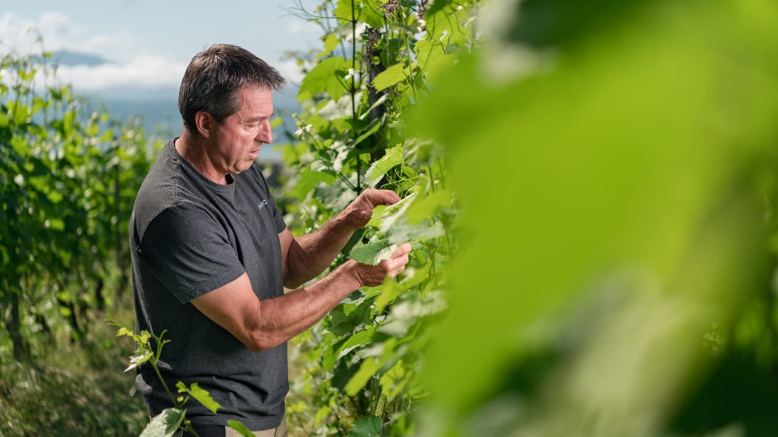 Effeuillage à la main dans les vignes de la Domaine de Marcy au-dessus du lac Léman (Photo: Raphaël Dupertuis)