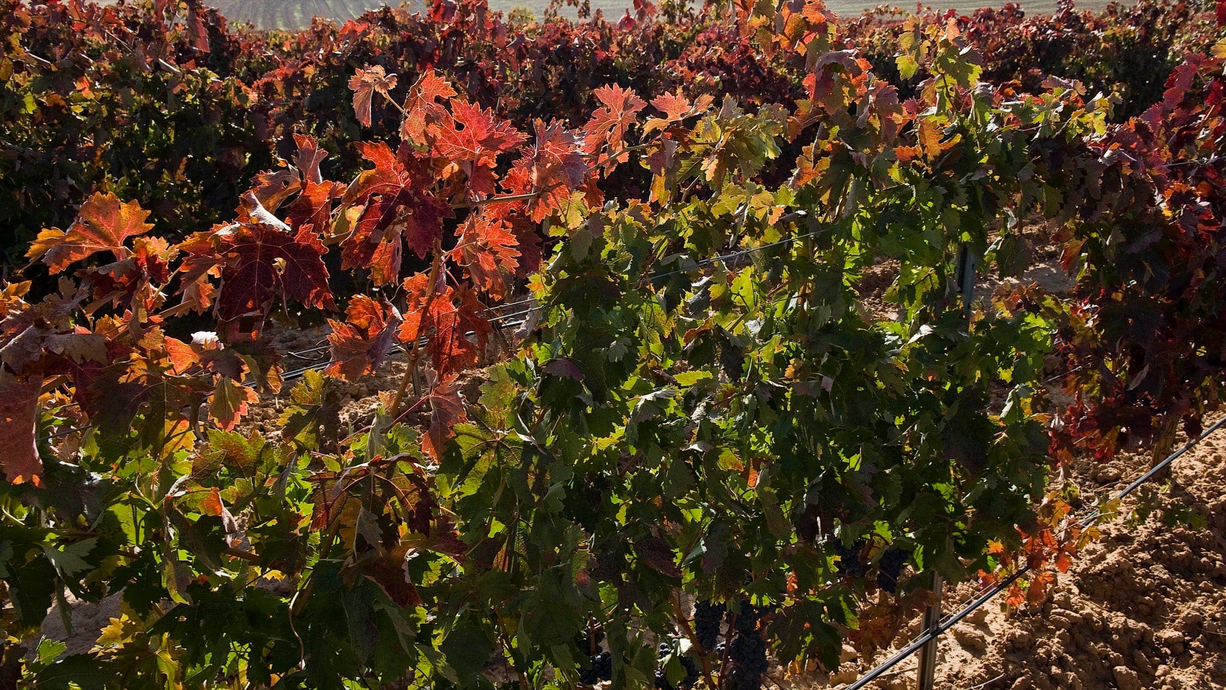 Herbstliche Rebzeilen von Protos in der Ribera del Duero