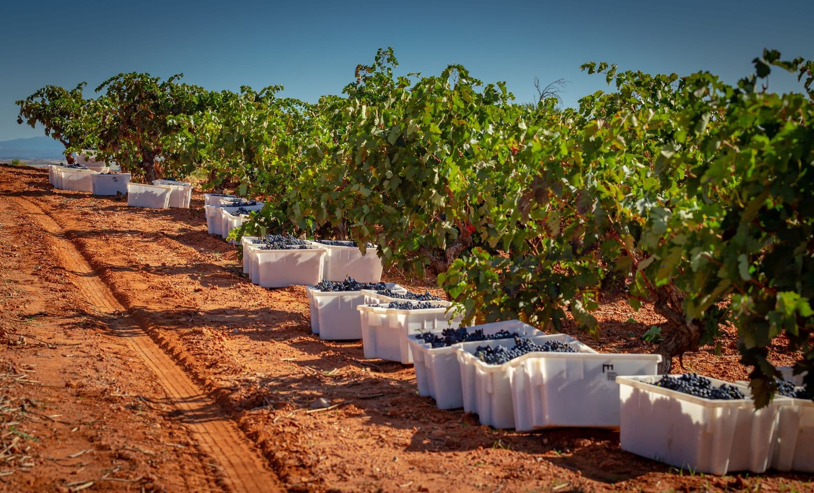 Handlese bei Bodegas Resalte auf den roten Böden von Peñafiel