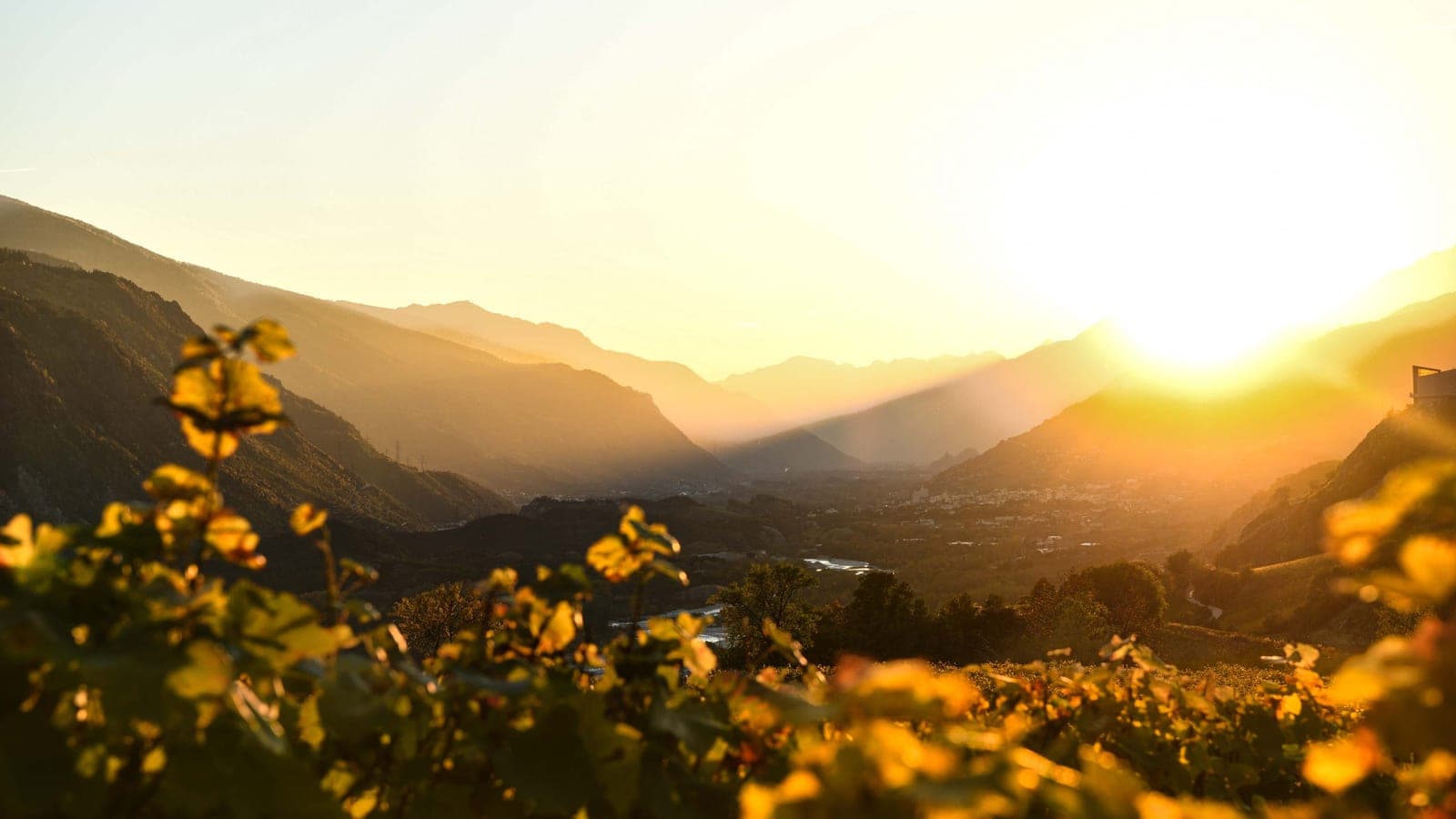 Sonnenuntergang über den Walliser Rebbergen des Weinguts Seewer