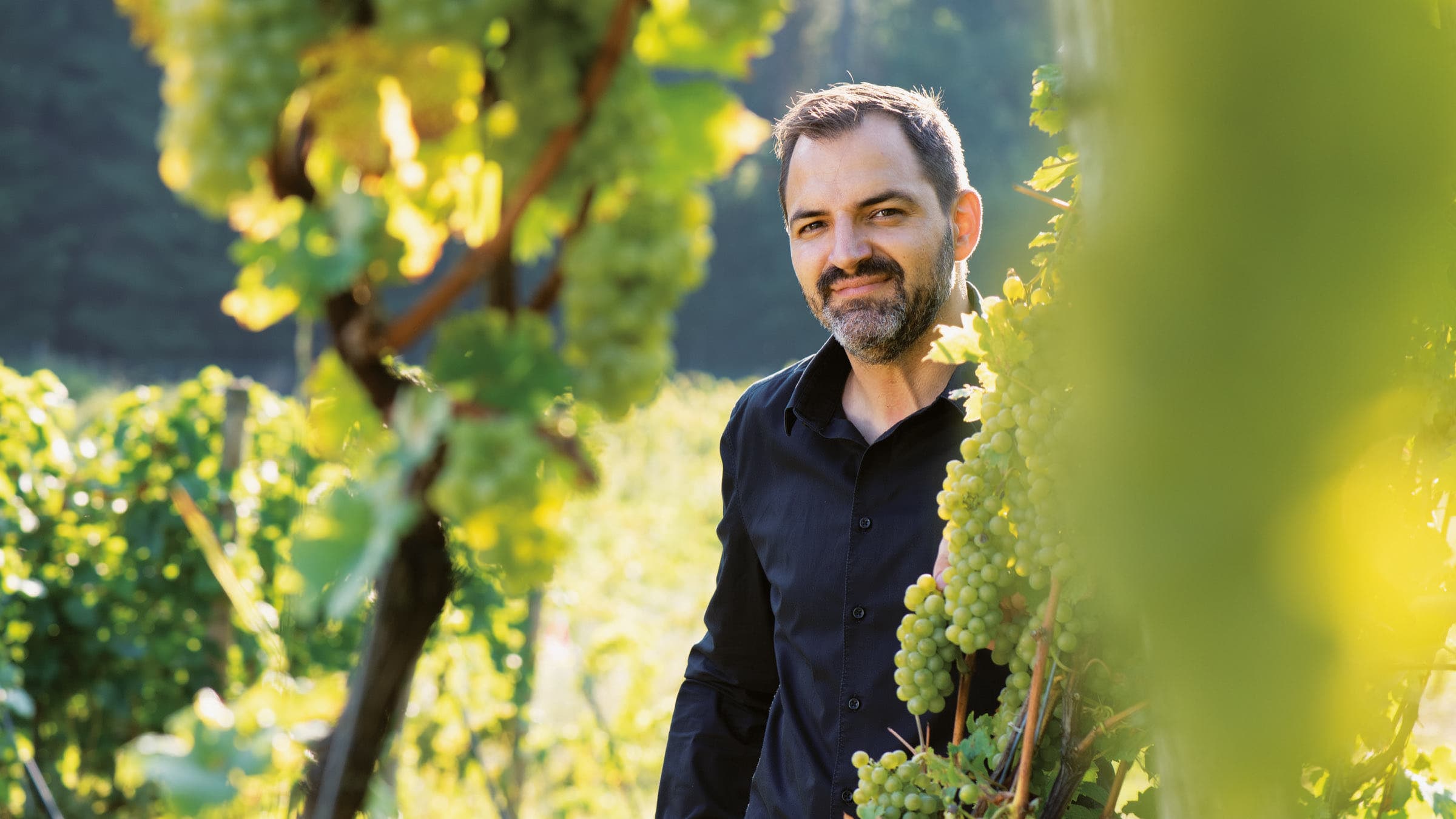 Christoph Schmid zwischen reifen Trauben am Rosenberg (Foto: tobias wein.gut.)