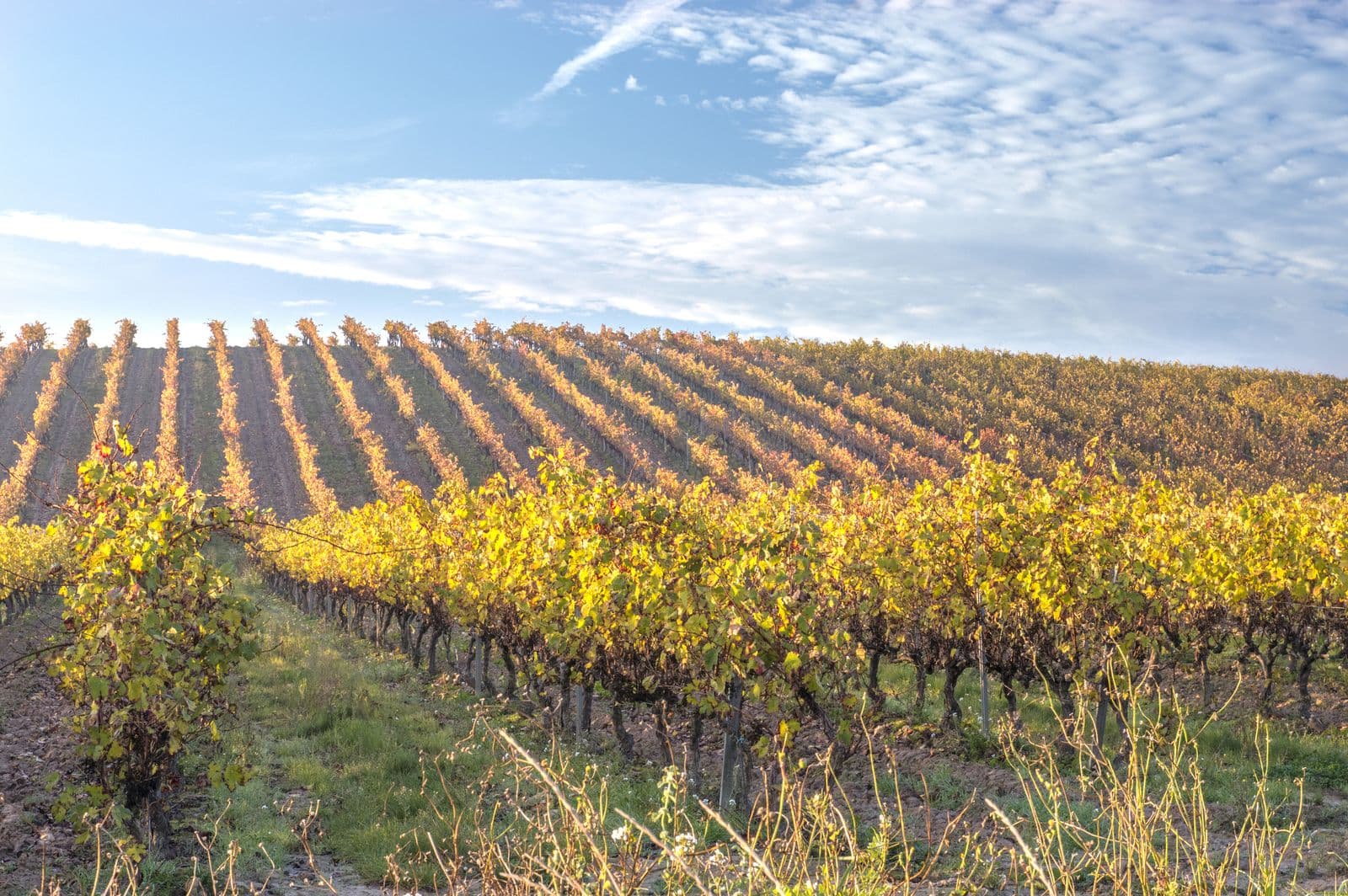 Die Lage Las Canteras von Bodegas Valdemar im Herbst