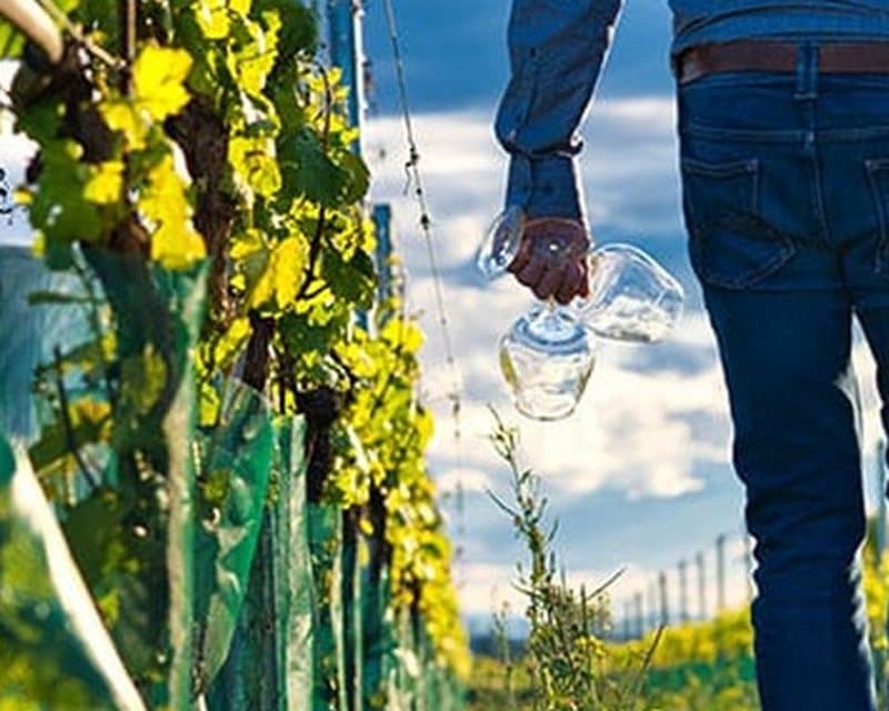Weingut Tschida in Apetlon am Neusiedlersee